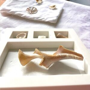 ✨SEA SHELL ART✨